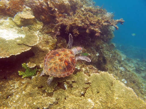 Schildkröte in den Gewässern rund um Port Barton