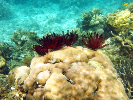 Wunderschöne Korallen bei unserem Tauchgang